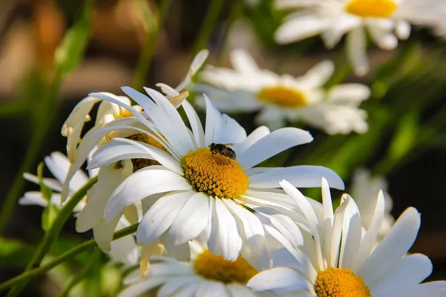 Chamomile – gel za tuširanje, 200 ml