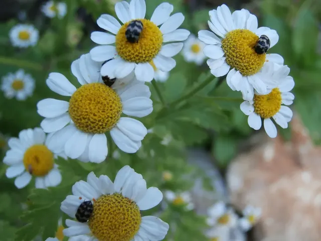 Chamomile – gel za tuširanje, 200 ml